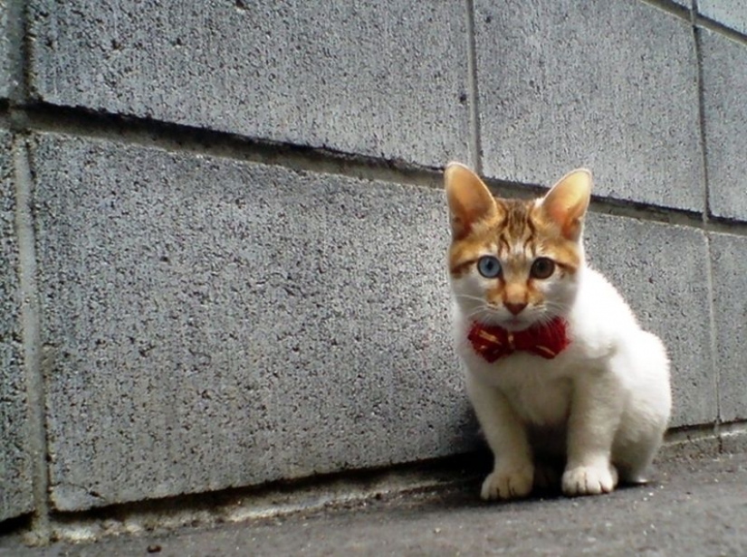 Extraña en los ojos de los gatos