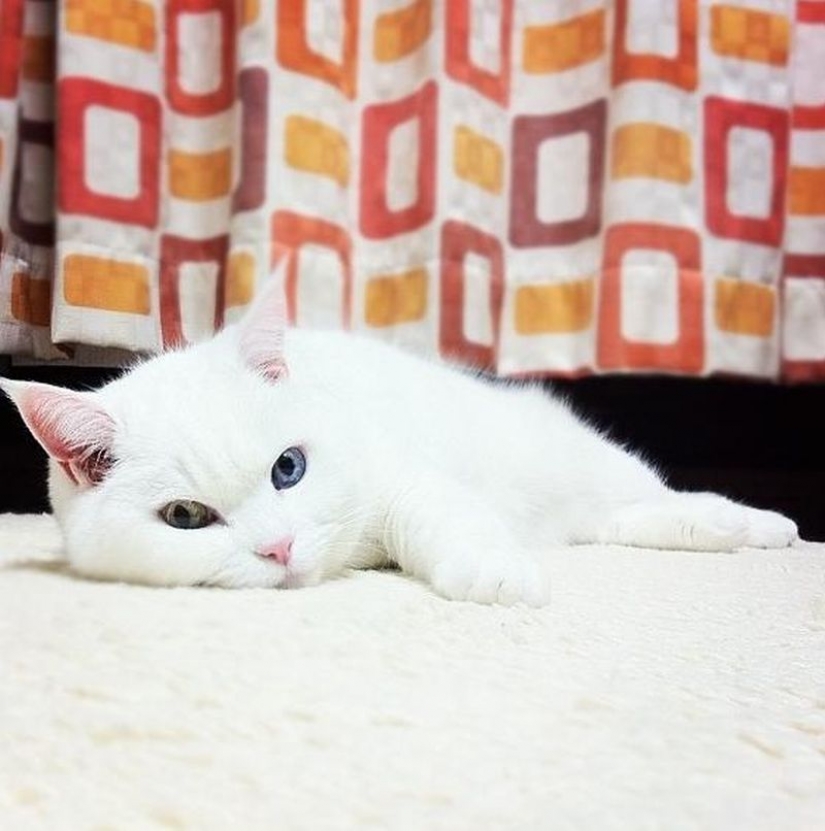 Extraña en los ojos de los gatos