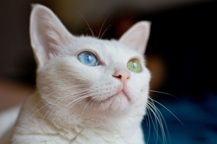 Extraña en los ojos de los gatos