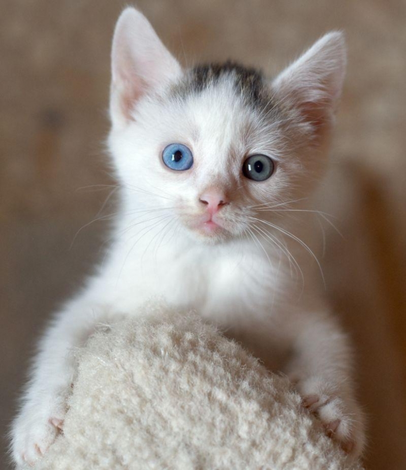 Extraña en los ojos de los gatos