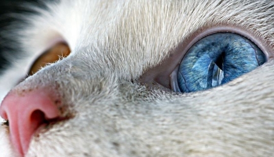 Extraña en los ojos de los gatos