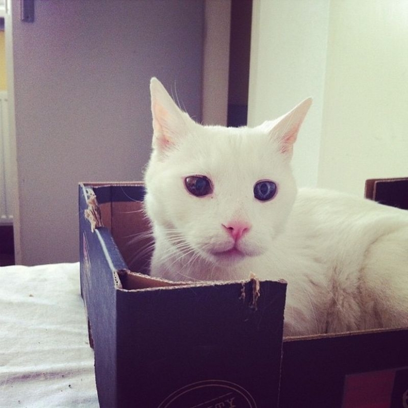 Extraña en los ojos de los gatos