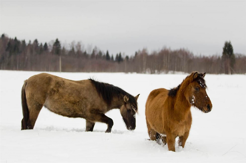 Hermanos nuestros más pequeños