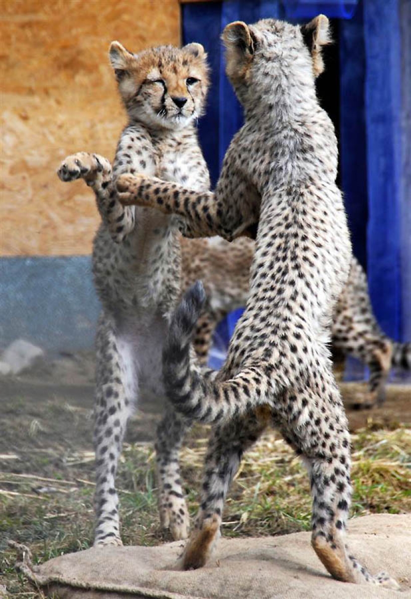 Hermanos nuestros más pequeños