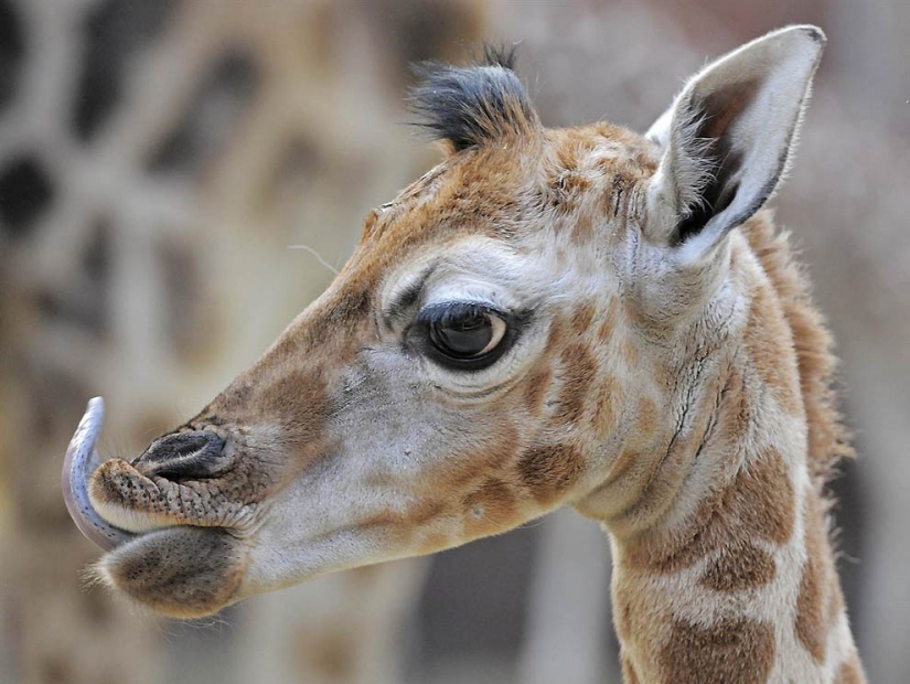 Hermanos nuestros más pequeños