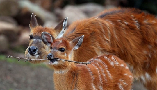 Hermanos nuestros más pequeños