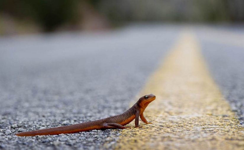 Hermanos nuestros más pequeños