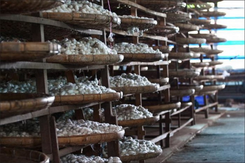 How to get silk thread