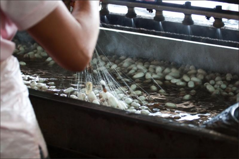 How to get silk thread