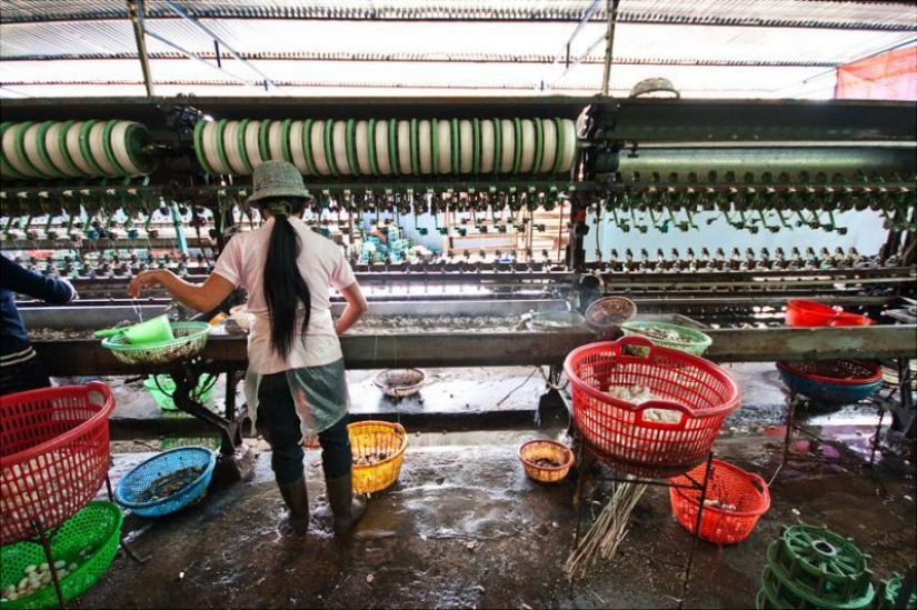 How to get silk thread