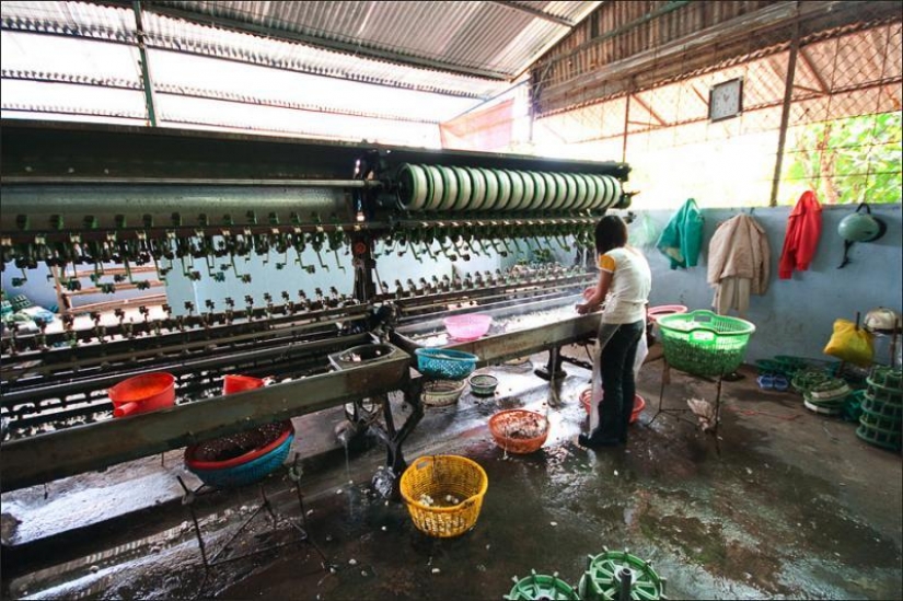 How to get silk thread