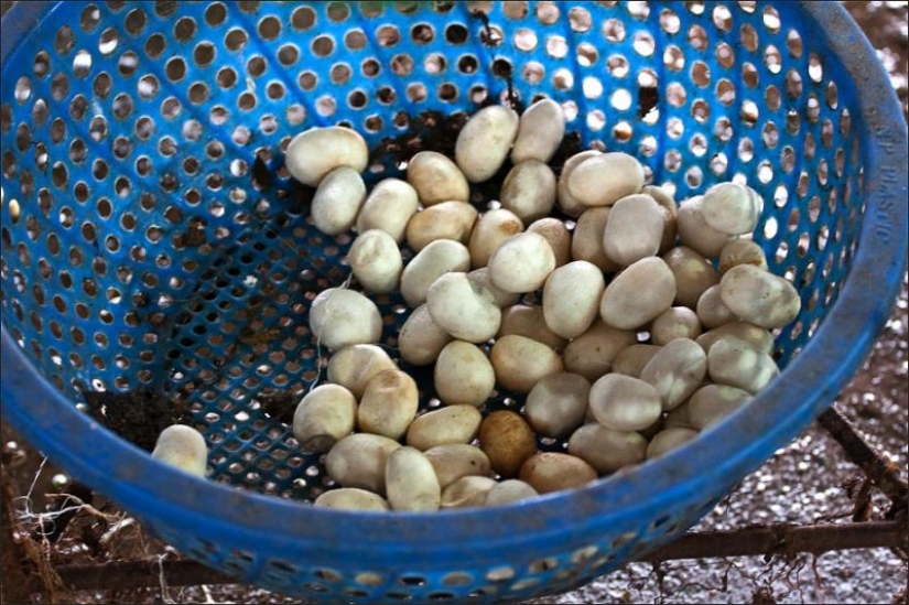 How to get silk thread