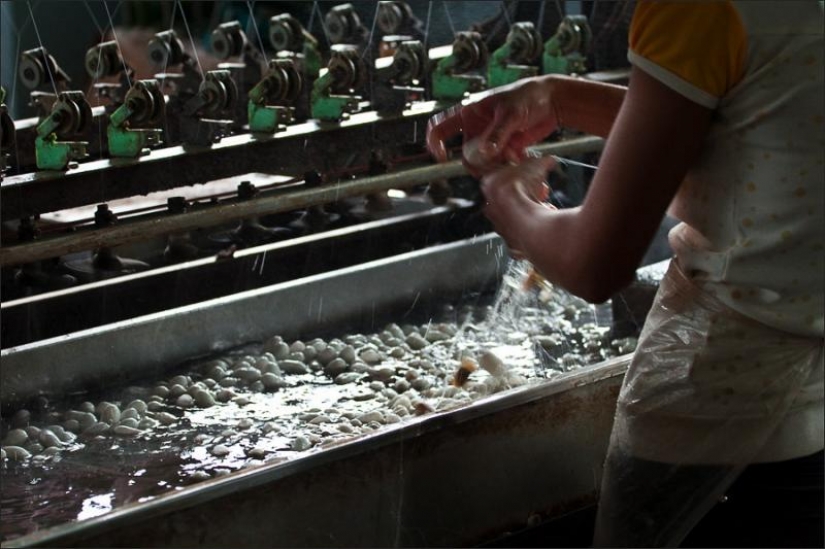 How to get silk thread