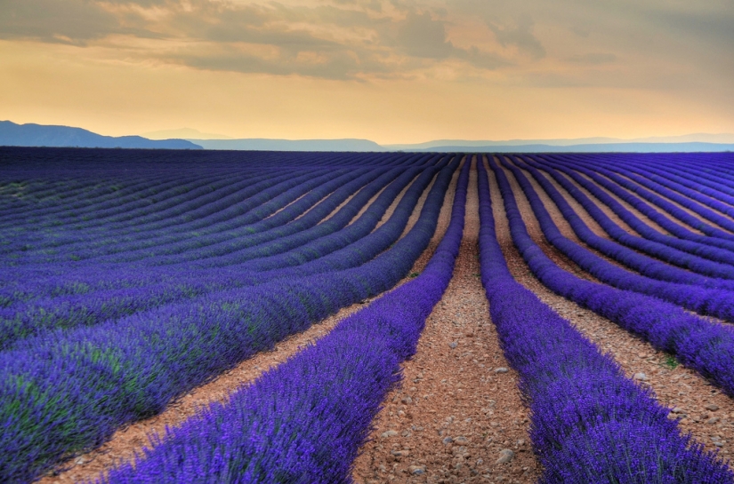 Increíble los campos de lavanda en todo el mundo