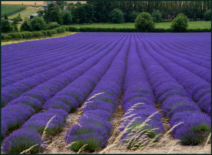 Increíble los campos de lavanda en todo el mundo