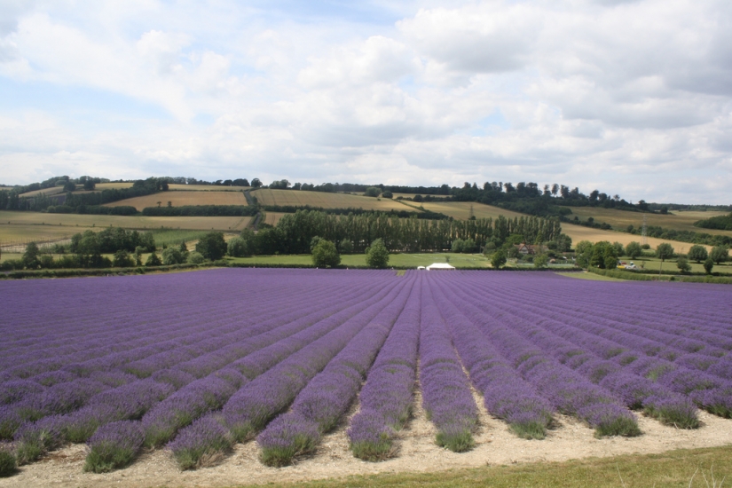 Increíble los campos de lavanda en todo el mundo