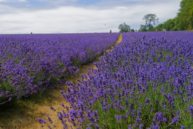 Increíble los campos de lavanda en todo el mundo