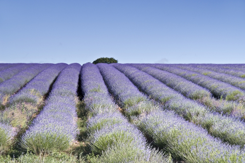 Increíble los campos de lavanda en todo el mundo