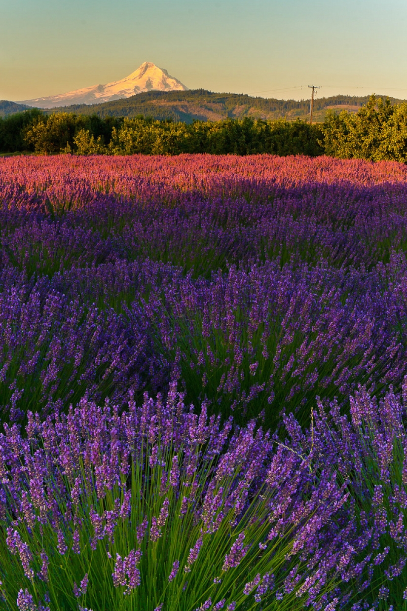 Increíble los campos de lavanda en todo el mundo