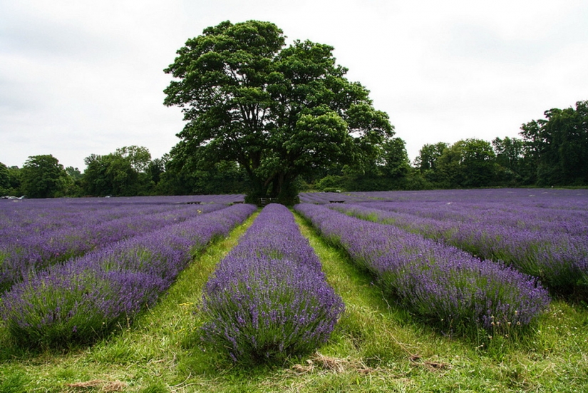 Increíble los campos de lavanda en todo el mundo