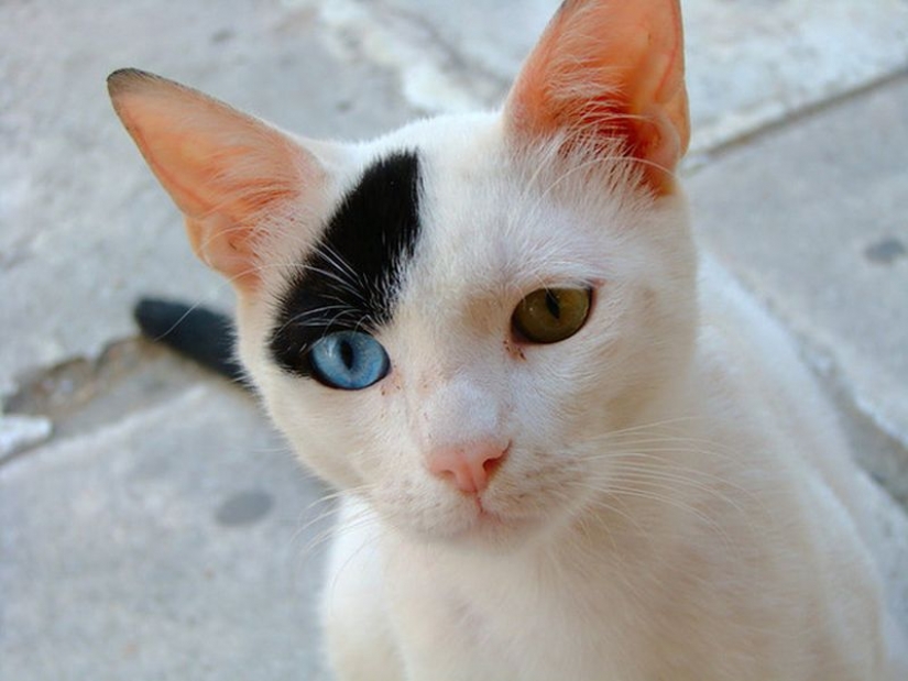 Odd-eyed cats