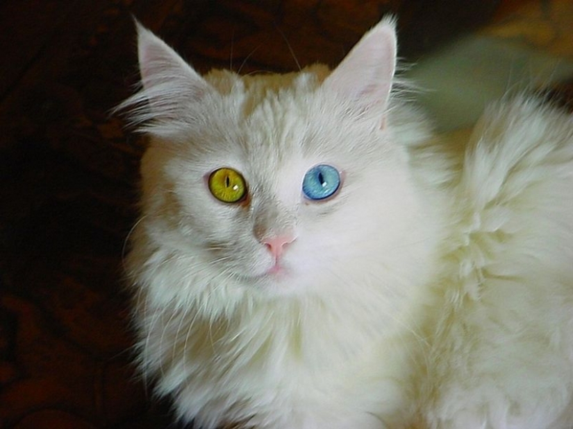 Odd-eyed cats