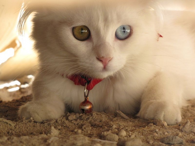 Odd-eyed cats