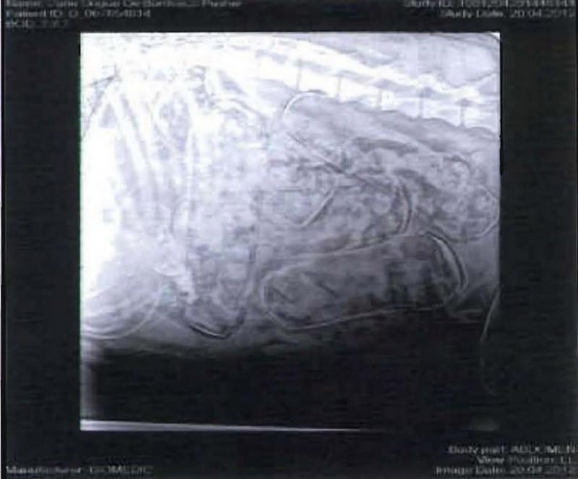 El contrabando de drogas en el interior de los perros... El contrabando de drogas en el interior de los perros...