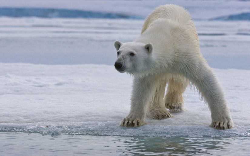 Encuentro con un oso polar