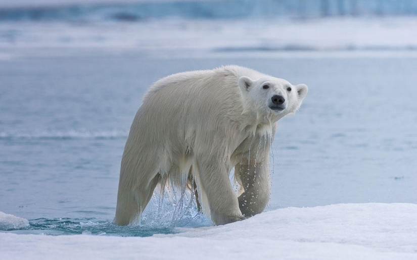 Encuentro con un oso polar