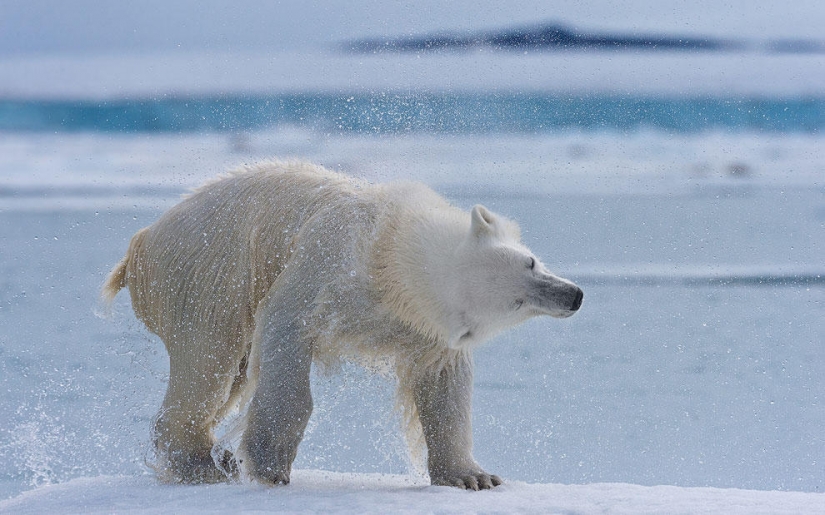 Encuentro con un oso polar