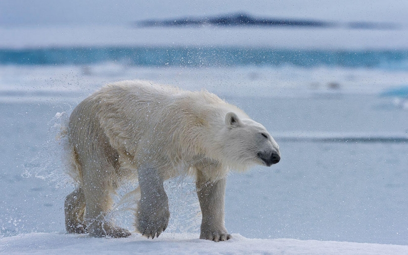 Encuentro con un oso polar