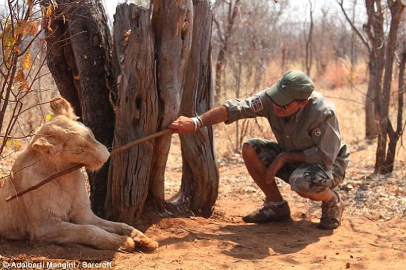Le gusta caminar con un león o un Guepardo? Luego de aprender!