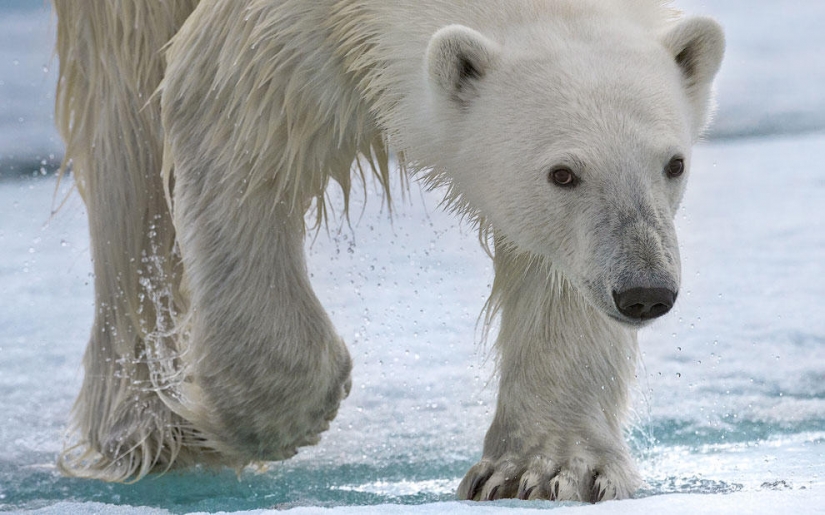 Meeting with a polar bear