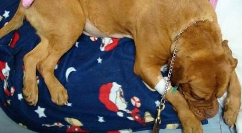 Smuggle drugs inside dogs...