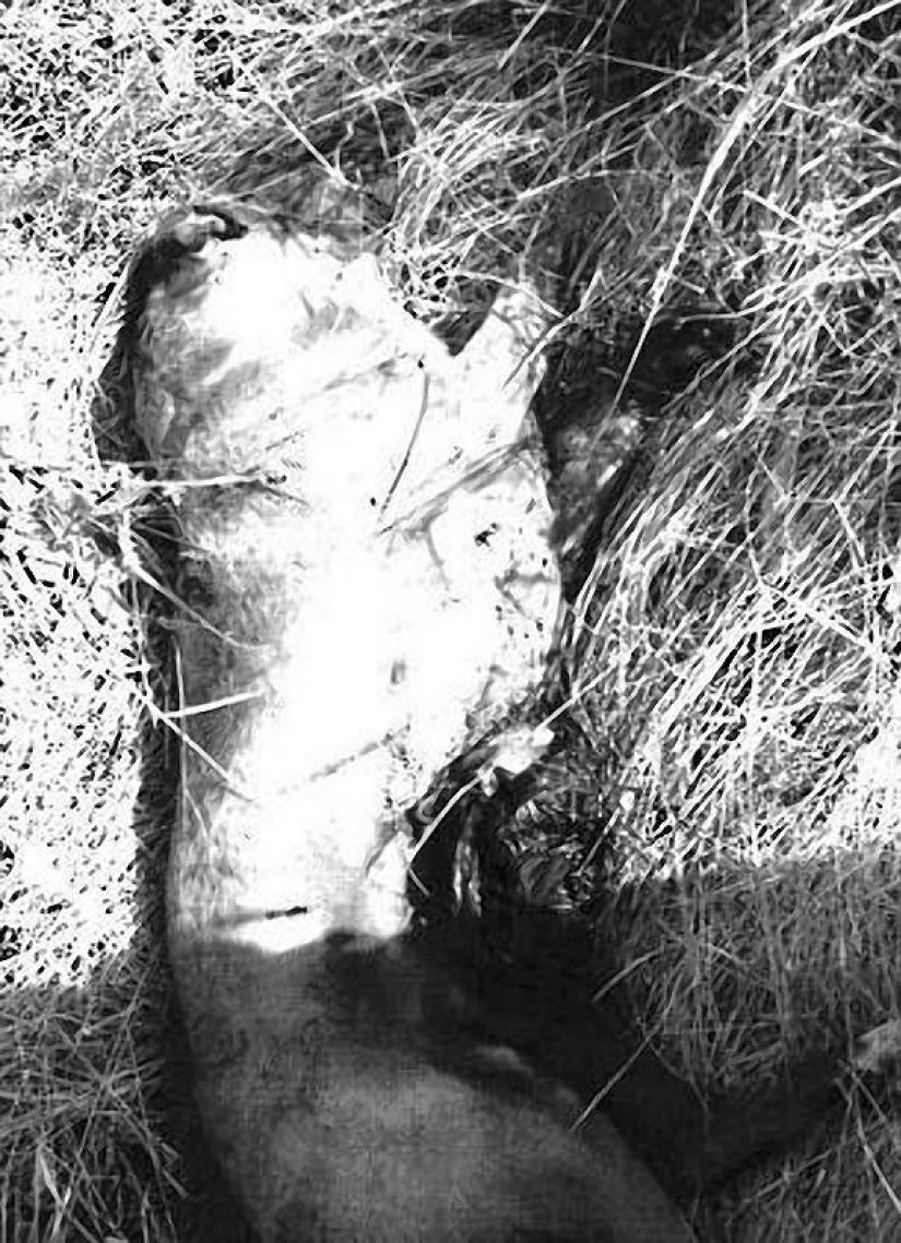 Smuggle drugs inside dogs...