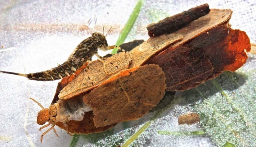 Unusual houses caddis