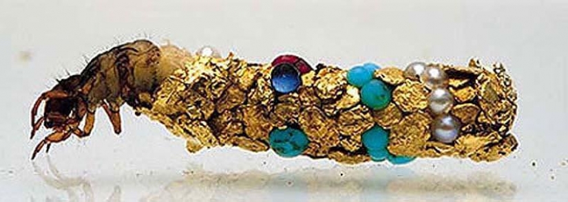 Unusual houses caddis