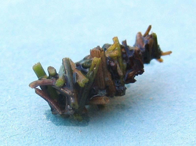 Unusual houses caddis