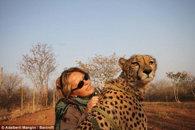 Would like to walk with a lion or Cheetah? Then learn!