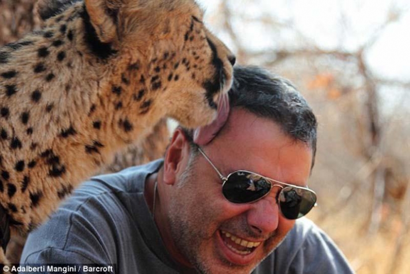 Would like to walk with a lion or Cheetah? Then learn!