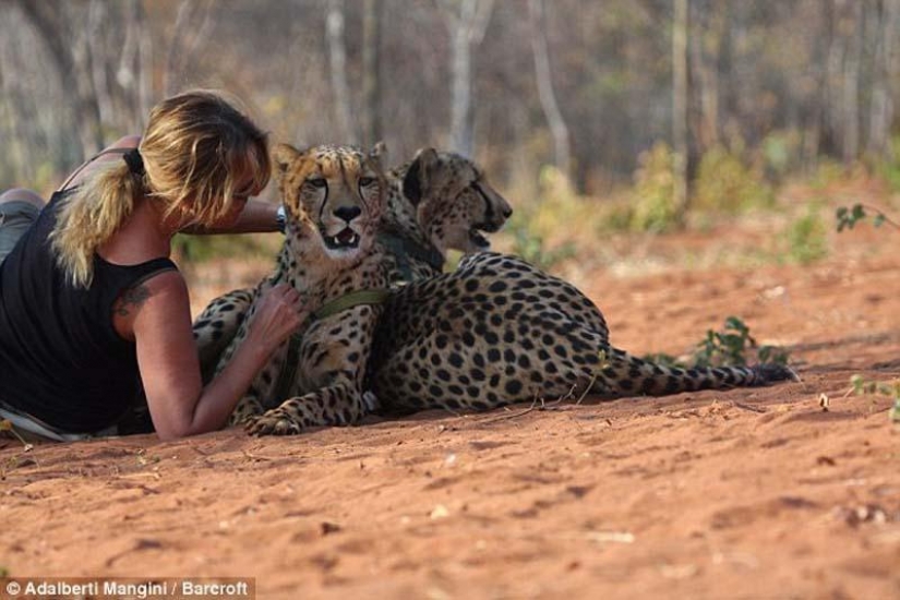 Would like to walk with a lion or Cheetah? Then learn!