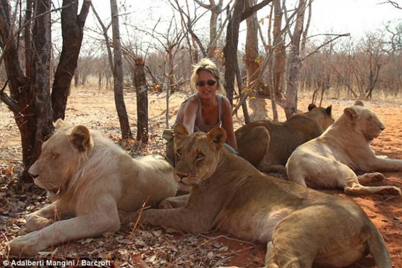 Would like to walk with a lion or Cheetah? Then learn!