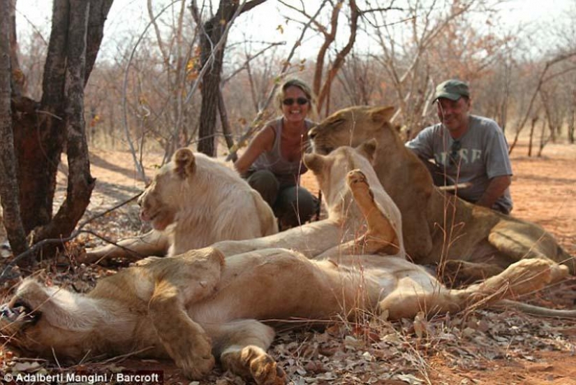 Would like to walk with a lion or Cheetah? Then learn!