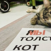 Cat Víctor que podría: los Rusos le han mentido a la aerolínea y manejó en la cabina demasiado gordo gato