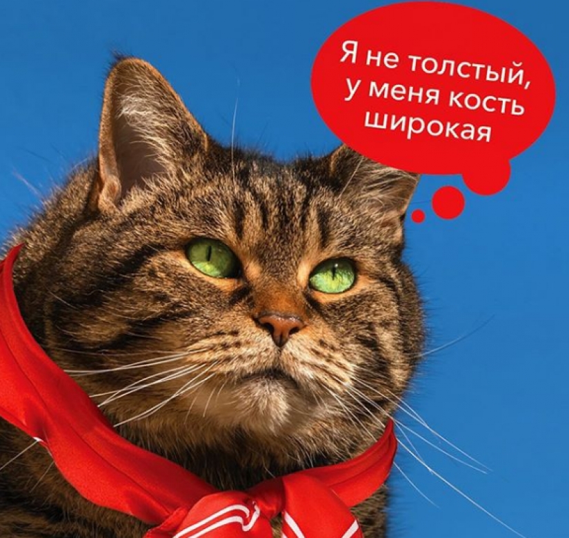 Cat Victor who could: the Russians lied to the airline and drove in the cabin too fat cat