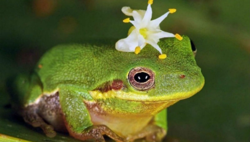 10 afrodisíacos más potentes y sus increíbles historias