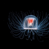 10 amazing organisms that live incredibly long