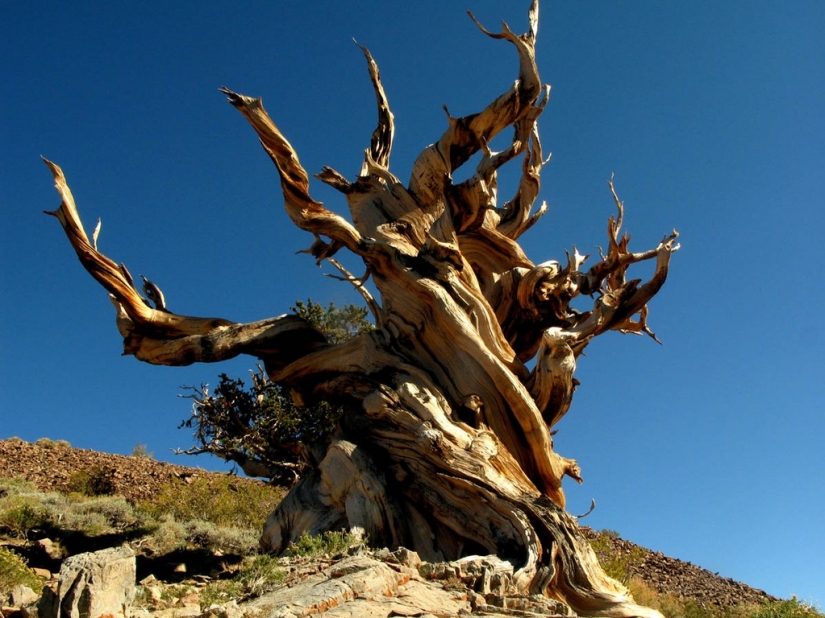 10 amazing organisms that live incredibly long