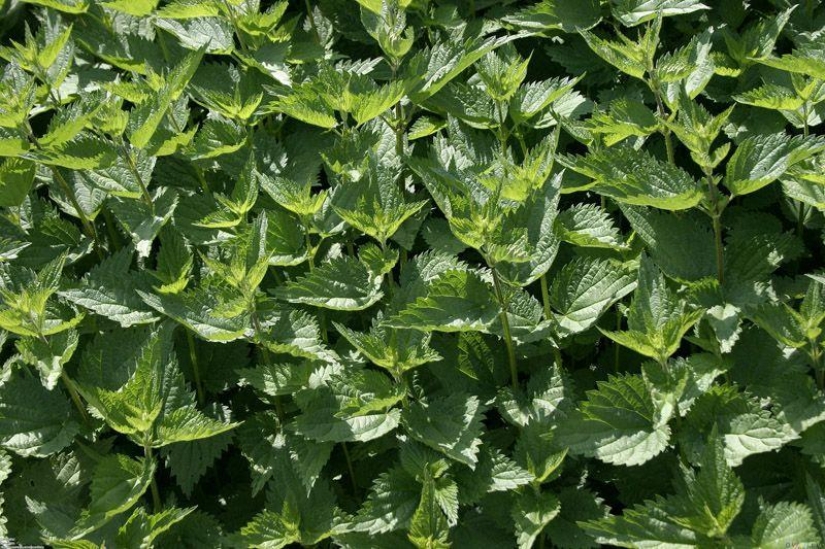 10 best herbal teas for weight loss 10 best herbal teas for weight loss